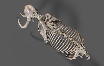 Funcom - Mammoth